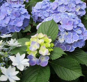 20160604152847_IMG_0040~3